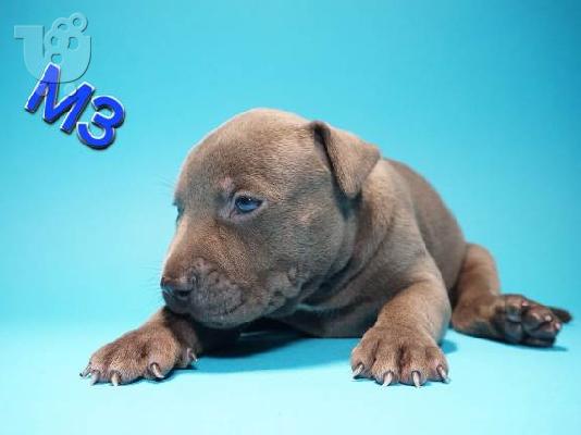 Κουτάβια American Pit Bull Terrier
